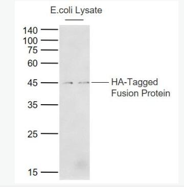 Anti-HA tag antibody-HA tag标签抗体