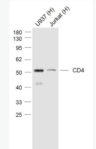 Anti-CD4 antibody-CD4重组兔单抗