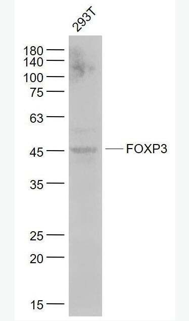 Anti-FOXP3 antibody-叉头蛋白P3重组兔单抗