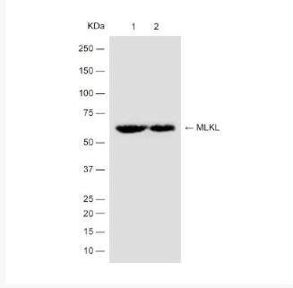 Anti-MLKL antibody-混合系列蛋白激酶样结构域重组兔单抗