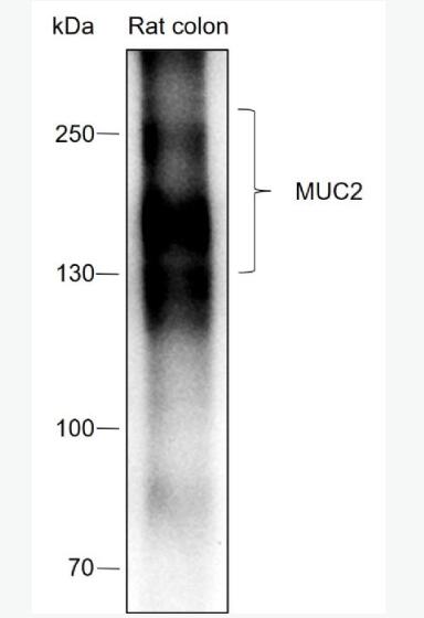 Anti-MUC2 antibody-粘蛋白-2/上皮膜抗原2重组兔单抗