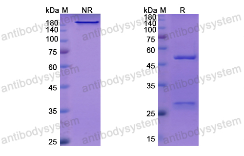 Research Grade Inclacumab(DHD15102)