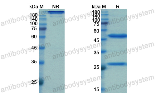 Research Grade Gomiliximab  (DHC21302)