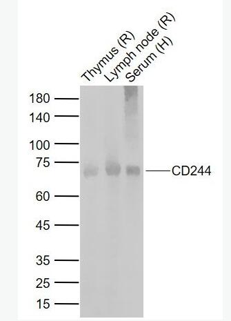 Anti-CD244  antibody-CD244抗体