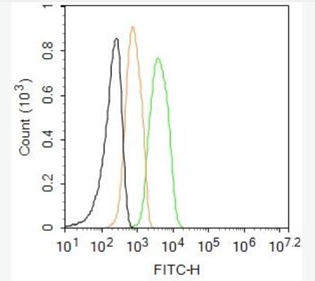 Anti-CD44  antibody-CD44抗体