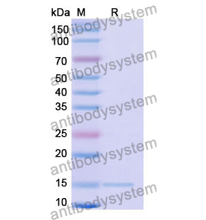 Anti-Human DRD2 Nanobody (SAA1361)