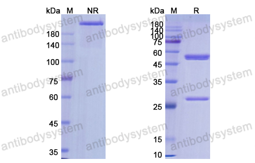 Research Grade Lemalesomab  (DHE25602)