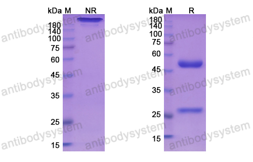 Research Grade Bivatuzumab(DHD14801)