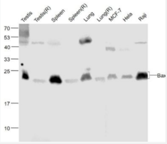 Anti-Bax antibody-Bax重组兔单抗