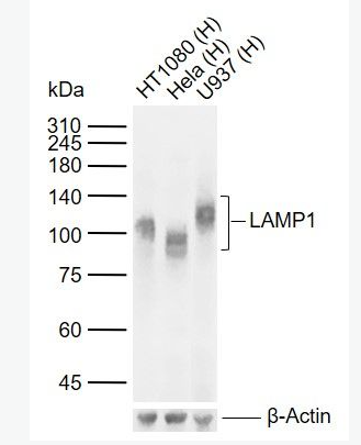 Anti-LAMP1 antibody-溶酶体相关膜蛋白1（CD107）单克隆抗体