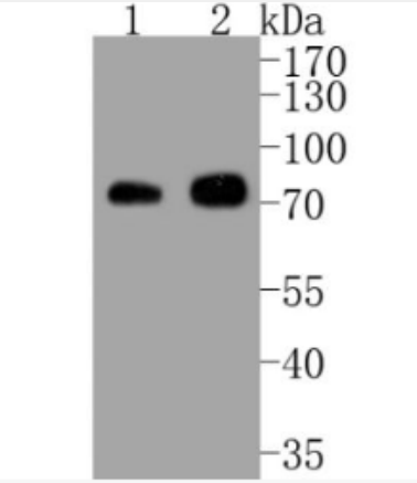 Anti-Phospho-RAF1 (Ser43) antibody-磷酸化原癌基因RAF1重组兔单抗