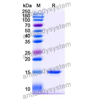 Anti-Human HIF1A Nanobody (SAA1239)