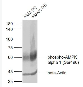 Anti-phospho-AMPK alpha 1 (Ser496) antibody-磷酸化腺苷单磷酸活化蛋白激酶α1重组兔单抗