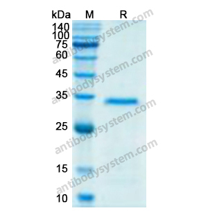 Research Grade Human CD87/PLAUR/uPAR (ATN-658) (DHF99101)