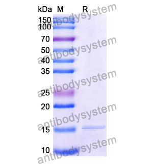 Anti-Human CD66c/CEACAM6 Nanobody (SAA1208)