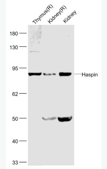 Anti-Haspin antibody-丝氨酸/苏氨酸蛋白激酶蛋白抗体