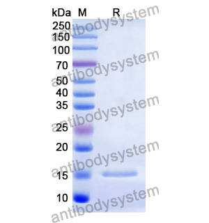 流式抗体：Human CD252/TNFSF4 Antibody (SAA0078) FHD58810