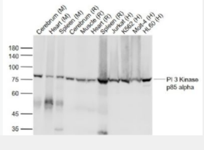 Anti-PIK3R1 (animal-free) antibody-磷脂酰肌醇激酶单克隆抗体 (无动物源)