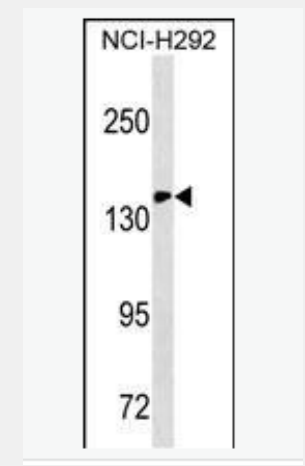 Anti-CD11c antibody-整合素αX单克隆抗体