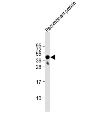 Anti-FAT4 antibody-FAT4单克隆抗体