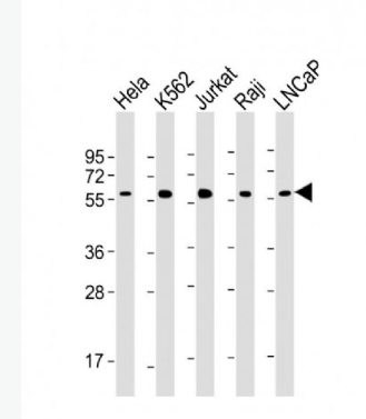 Anti-c-MYC antibody-致癌基因C-Myc单克隆抗体