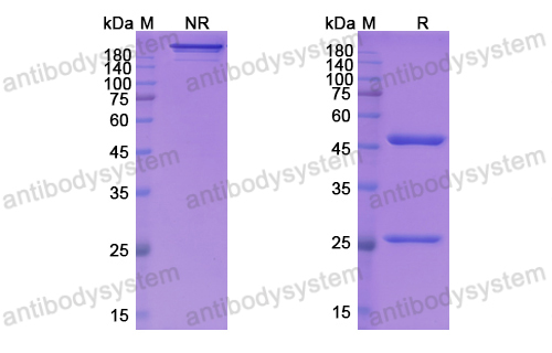 Research Grade Lifastuzumab(DHB65401)