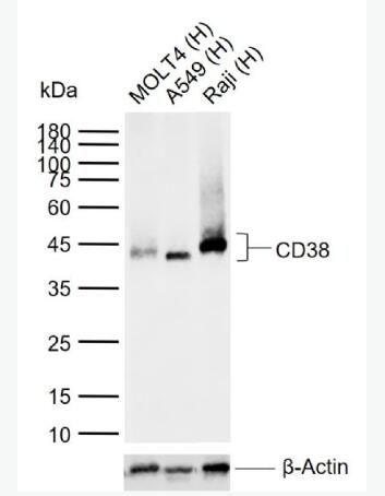 Anti-CD38 antibody-CD38重组兔单抗