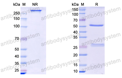 Research Grade Abx-Ma1(DHE39702)