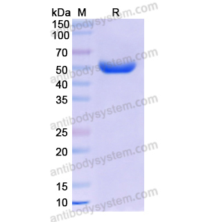 Research Grade Ensovibep (DVV00333)