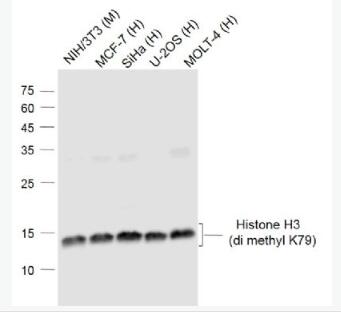 Anti-Histone H3(di methyl K79) antibody-甲基化组蛋白H3(di methyl K79)单克隆抗体