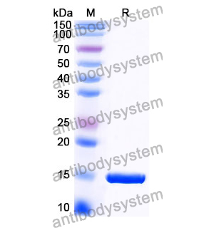 Anti-Escherichia coli trxA/Thioredoxin Nanobody (SAA1139)