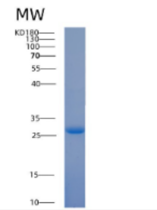 Recombinant Human 14-3-3 τ/ YWHAQ Protein