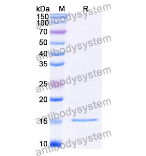 Anti-Clostridium botulinum botA/BOTOX Nanobody (SAA0928)