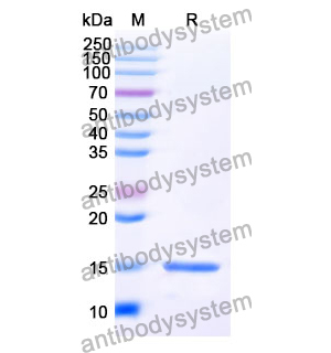 Anti-SARS-CoV-2 S Protein Nanobody (SAA1066)