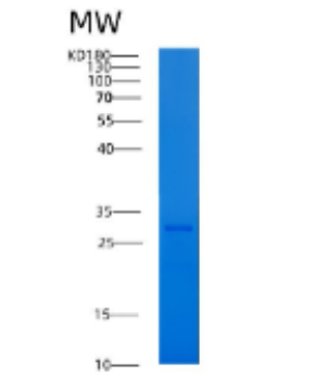 Recombinant Human 14-3-3 γ/YWHAG Protein