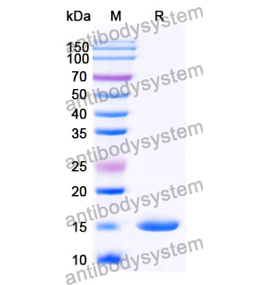 Anti-Human VWF Nanobody (SAA0972)