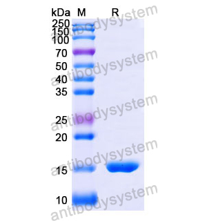Anti-Human CD273/PD-L2/PDCD1LG2 Nanobody (SAA1281)