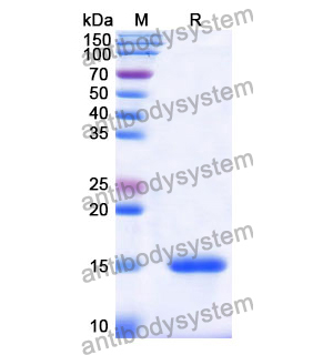 Anti-Human CD49c/ITGA3 Nanobody (SAA1303)