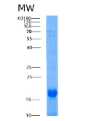 Recombinant Human AIF1 Protein