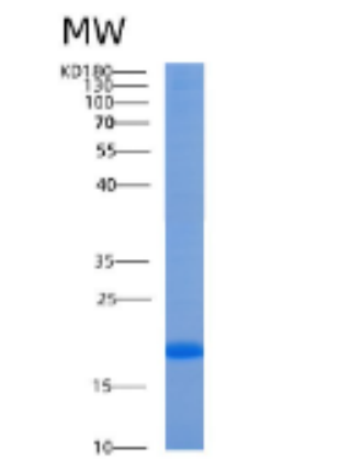 Recombinant Human AGR3 Protein