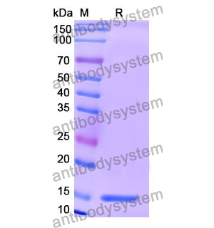Anti-Human BACE1 Nanobody (SAA1336)