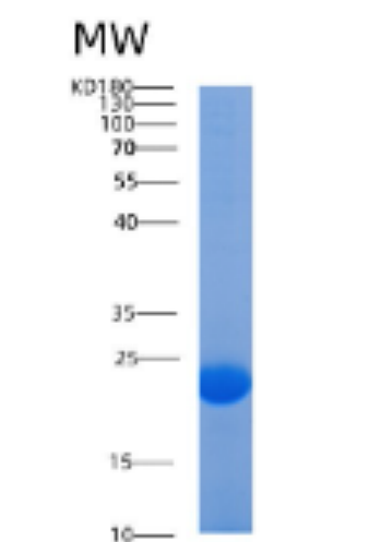 Recombinant Human AGR 2 Protein