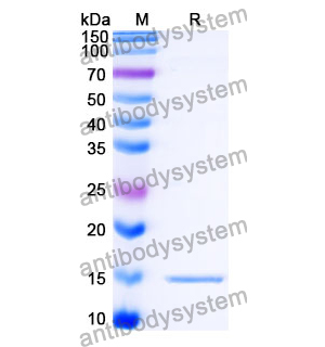 Anti-SARS-CoV-2 S Protein Nanobody (SAA1111)