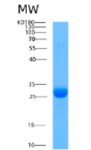 Recombinant Human Adenylate kinase 3(C22S) Protein