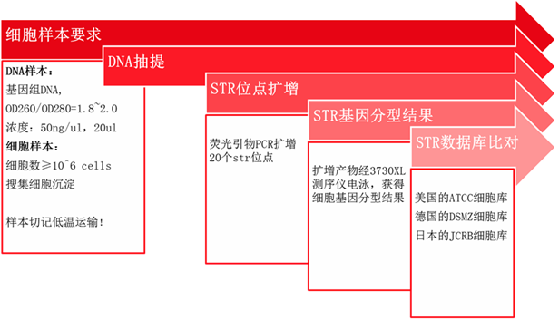 细胞系STR鉴定