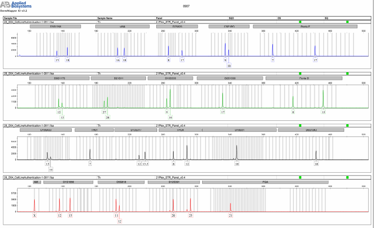 细胞系STR鉴定