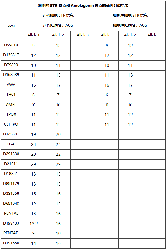 细胞系STR鉴定