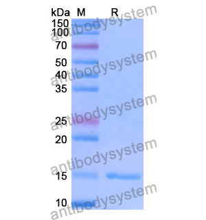 Anti-Human TUFM Nanobody (SAA1227)