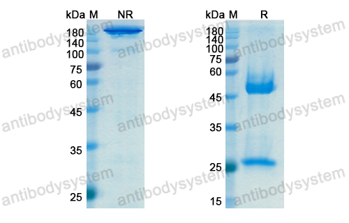 Research Grade STRO-001  (DHC08002)