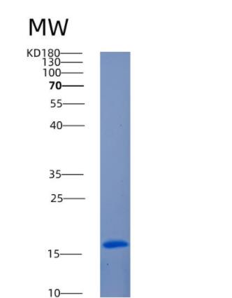 Recombinant Human ANG Protein